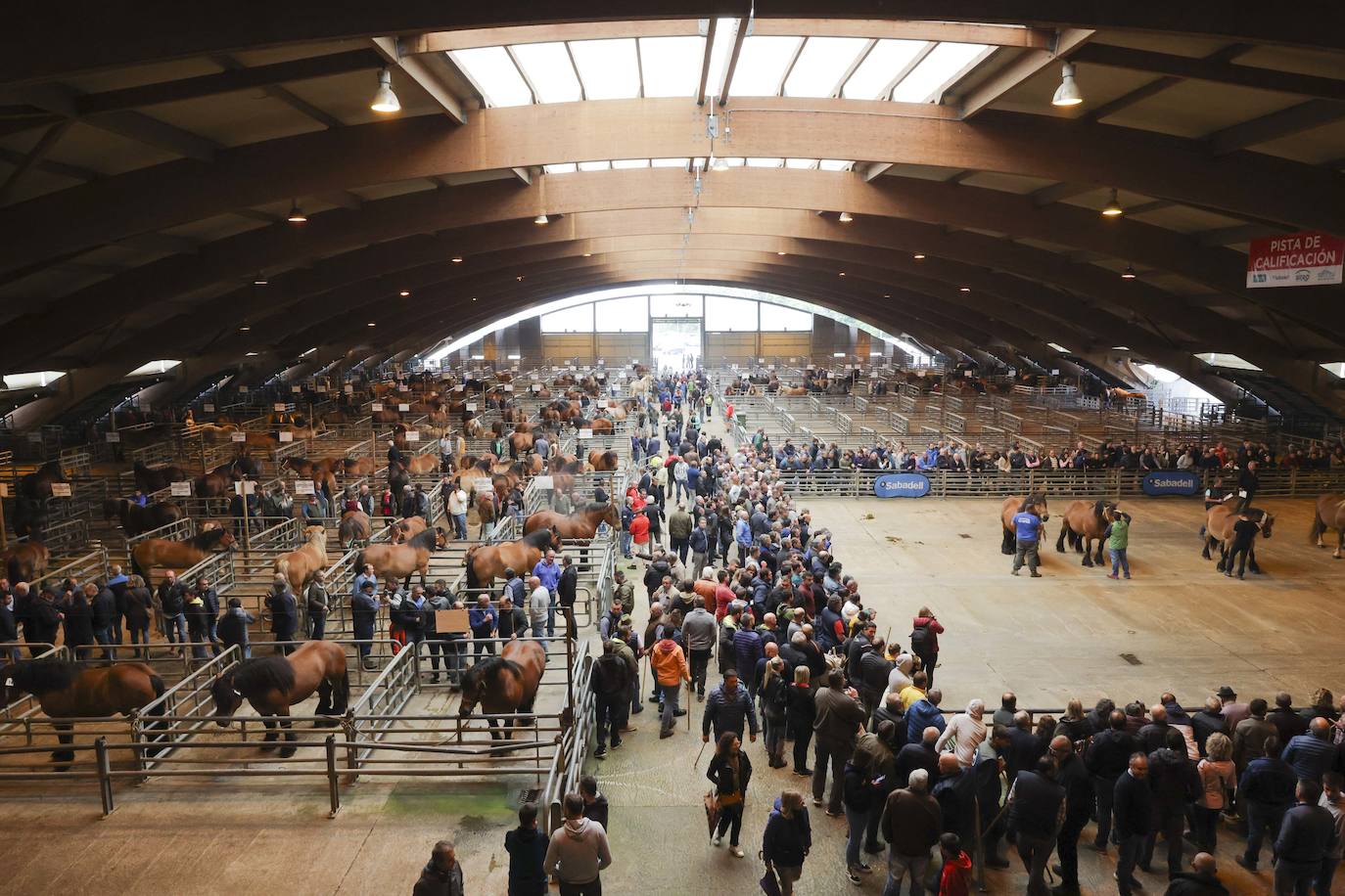 Espectaculares caballos en el Concurso de Ganado Equino de Siero