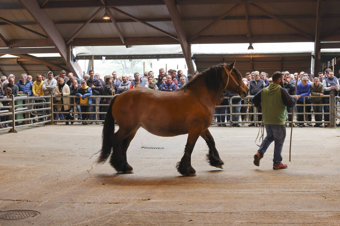 Espectaculares caballos en el Concurso de Ganado Equino de Siero