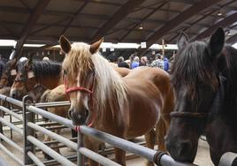 Espectaculares caballos en el Concurso de Ganado Equino de Siero