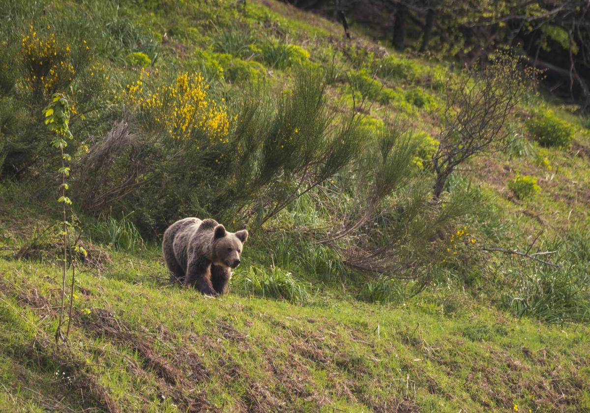 Un oso, en pleno parque de Somiedo.