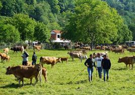 La cita canguesa reunió en torno a dos mil reses y a profesionales llegados sobre todo de Asturias, Galicia, Cantabria y el País Vasco.