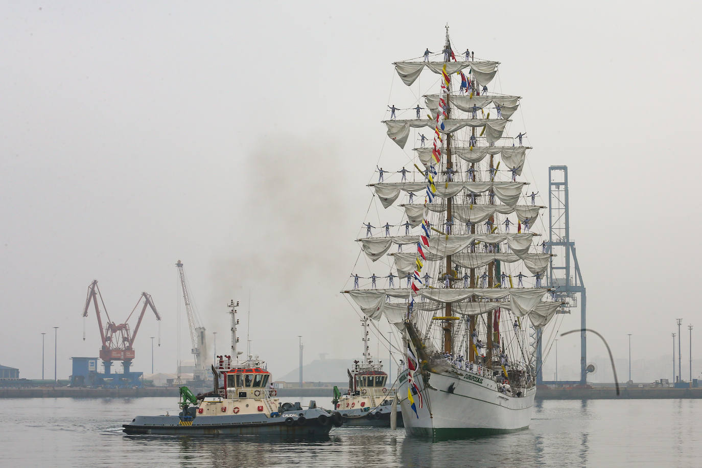 El &#039;caballero de los mares&#039; despliega su esplendor en Gijón