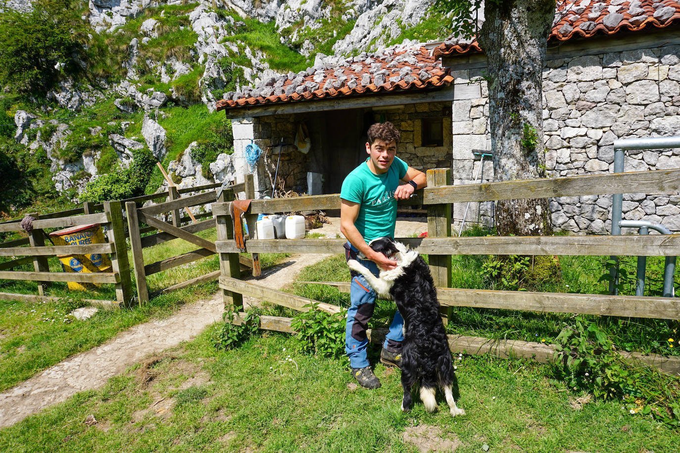 La reciella: 1.086 cabras y ovejas suben a la Montaña de Covadonga