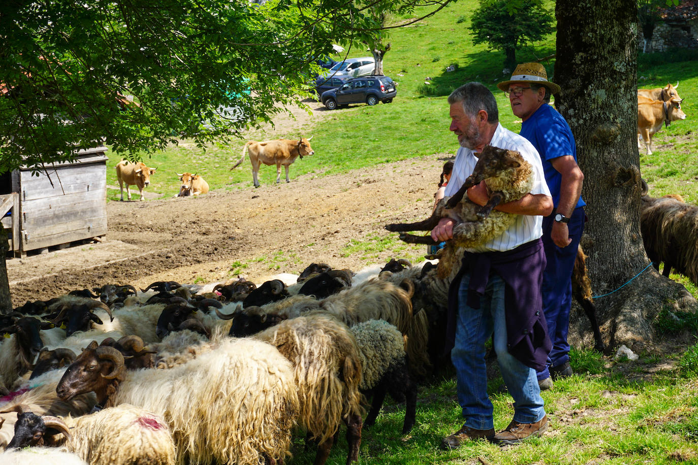 La reciella: 1.086 cabras y ovejas suben a la Montaña de Covadonga