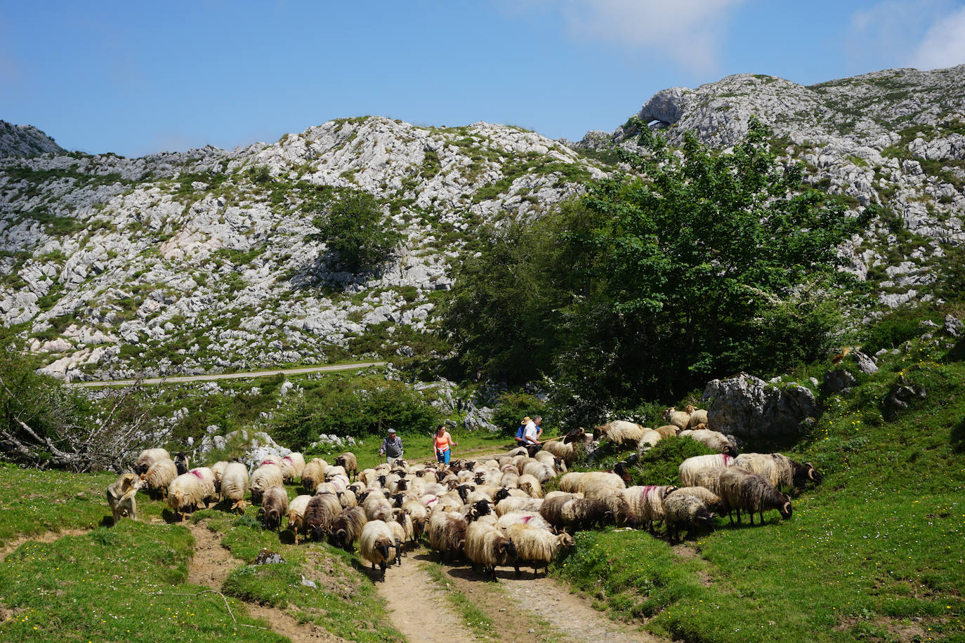 La reciella: 1.086 cabras y ovejas suben a la Montaña de Covadonga