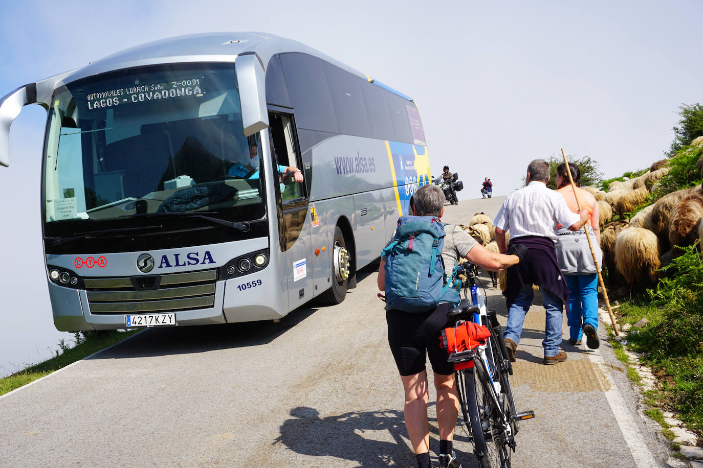 La reciella: 1.086 cabras y ovejas suben a la Montaña de Covadonga