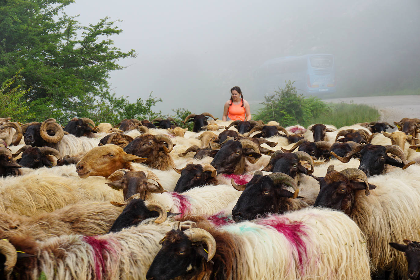 La reciella: 1.086 cabras y ovejas suben a la Montaña de Covadonga