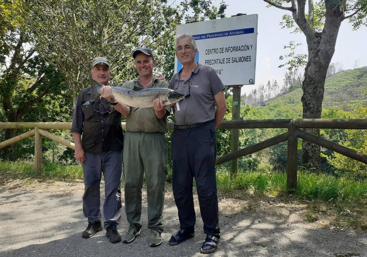 Un pescador cántabro saca el campanu del Esva