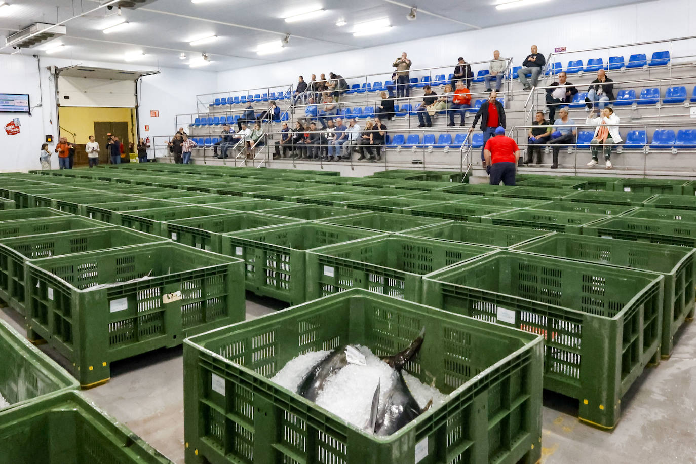 El primer bonito de Gijón, a 14,91 euros el kilo