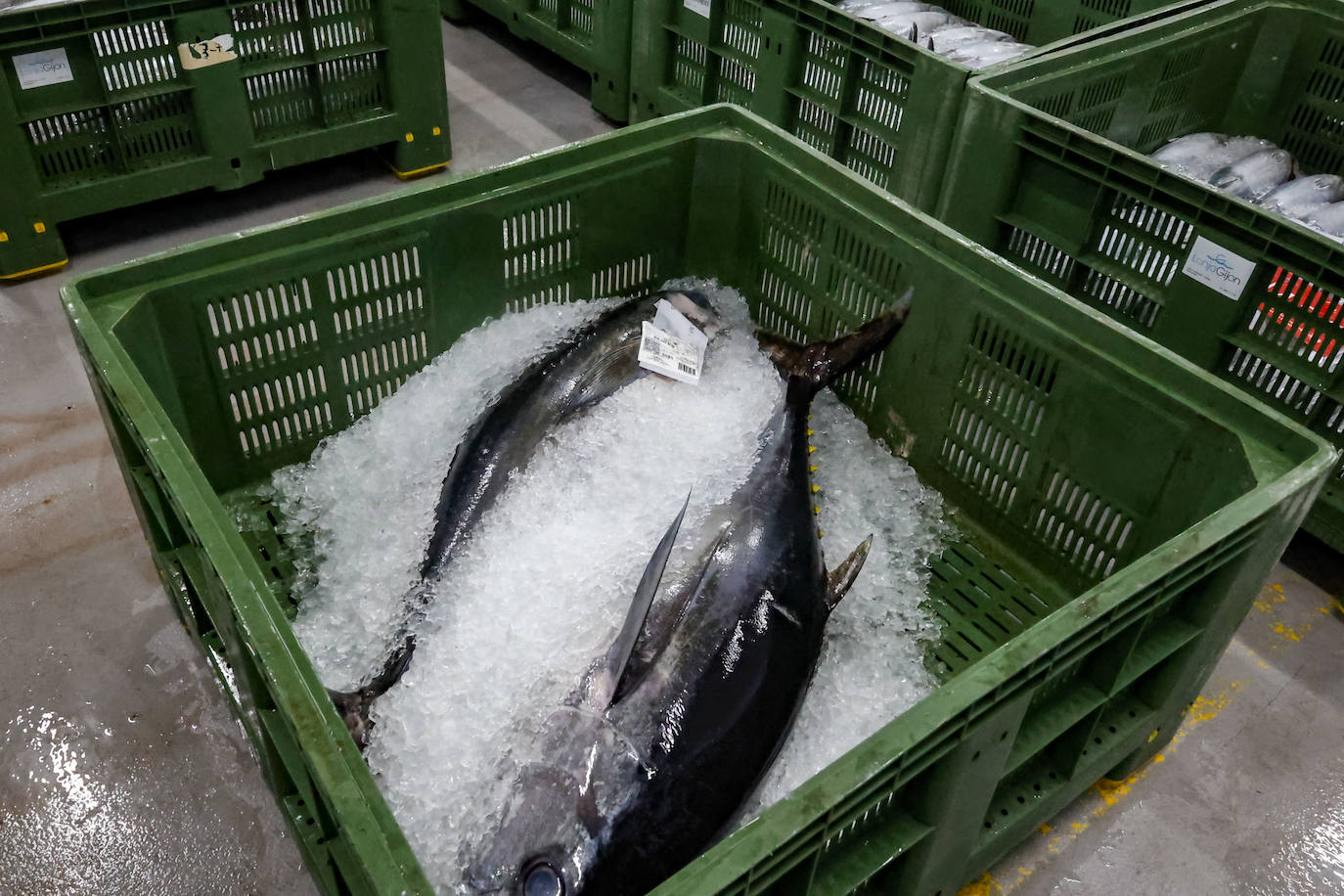 El primer bonito de Gijón, a 14,91 euros el kilo