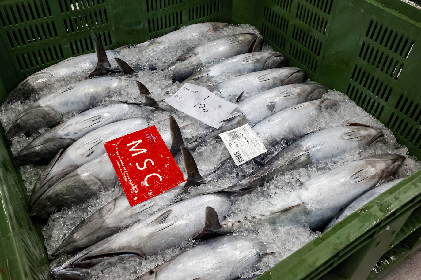 El primer bonito de Gijón, a 14,91 euros el kilo