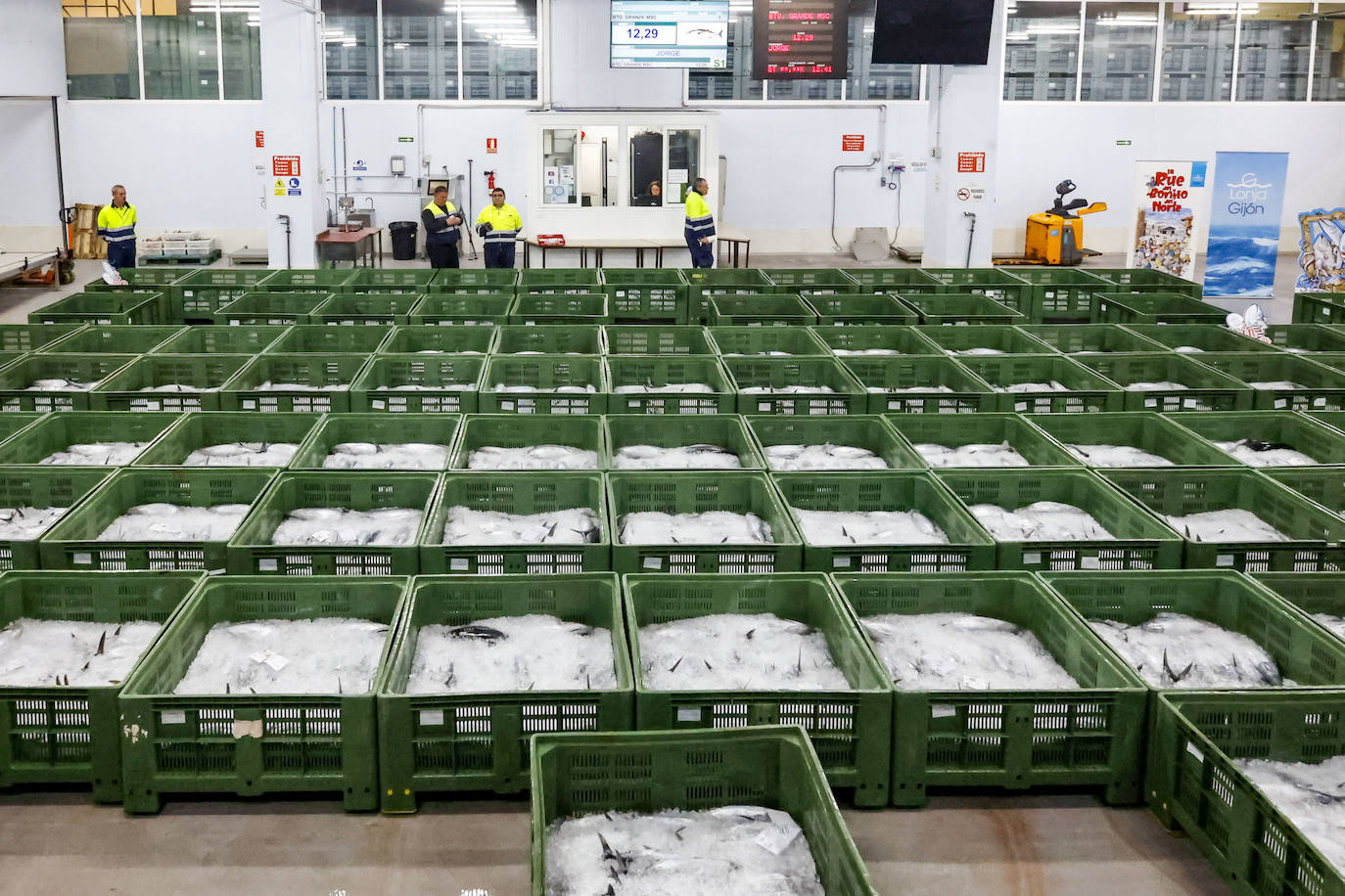 El primer bonito de Gijón, a 14,91 euros el kilo