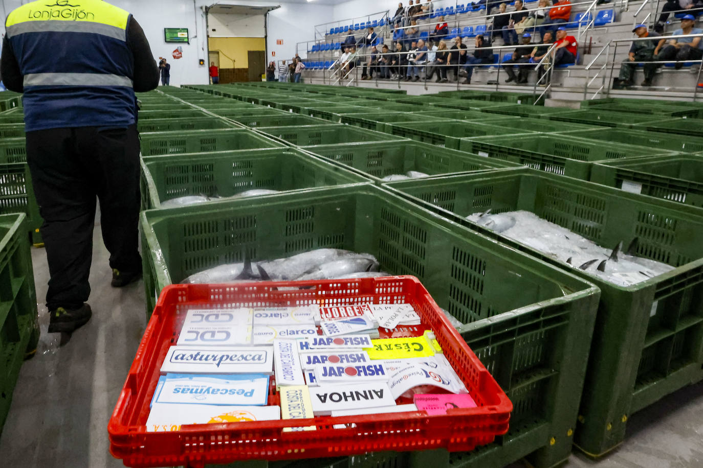 El primer bonito de Gijón, a 14,91 euros el kilo