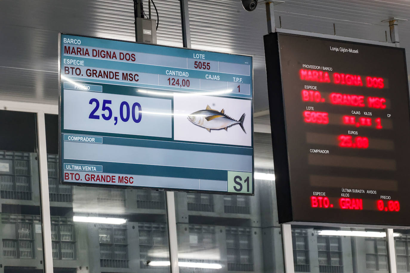 El primer bonito de Gijón, a 14,91 euros el kilo