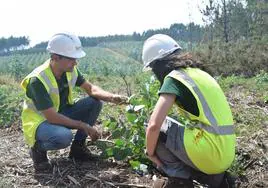 Ence impulsa la gestión forestal sostenible en el monte asturiano, clave para la nueva bioeconomía