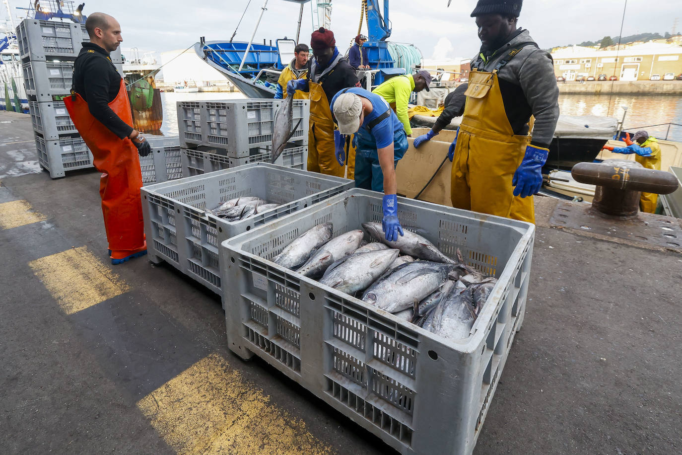 40.000 kilos en la primera gran subasta de bonito en la rula de Gijón