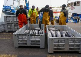 «Muy buen pescado con muy buen precio»: La temporada de bonito avanza en El Musel con la rula de 40.000 kilos