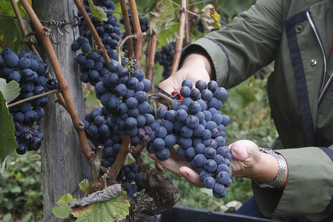 El vino de Cangas del Narcea protagoniza buena parte de los planes del fin de semana en Asturias