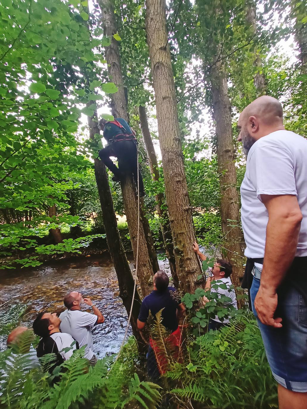Así ha sido la festividad del arbolón en Cangas del Narcea