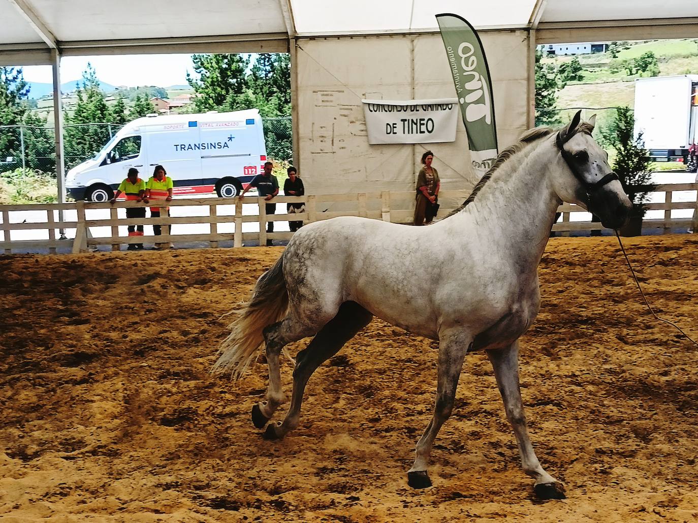 Las mejores imágenes del concurso de caballos de Tineo