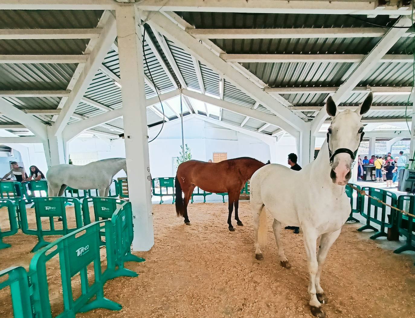 Las mejores imágenes del concurso de caballos de Tineo