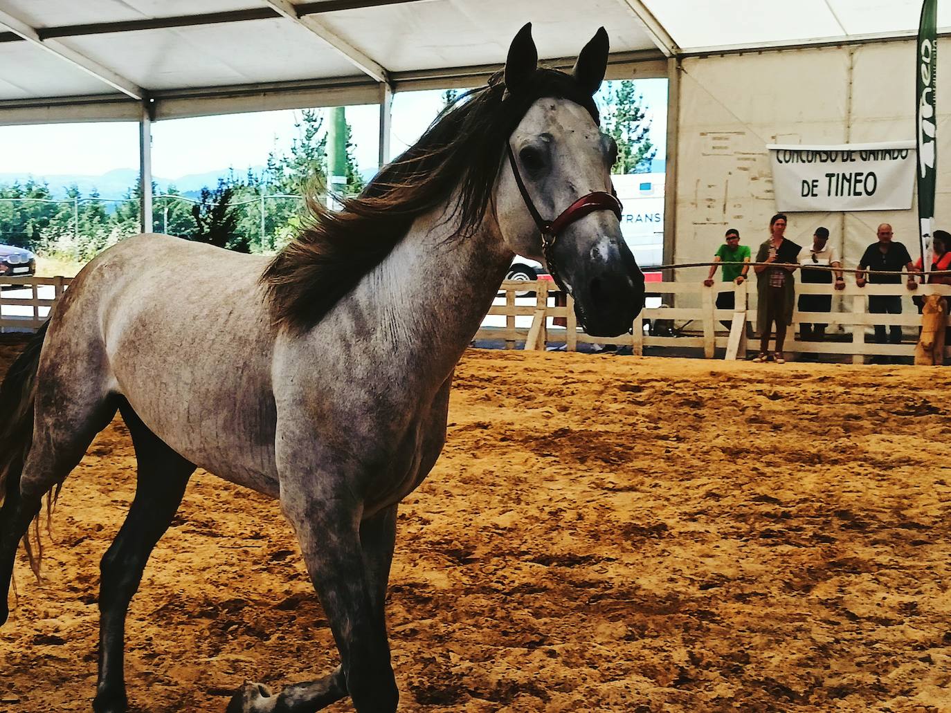 Las mejores imágenes del concurso de caballos de Tineo