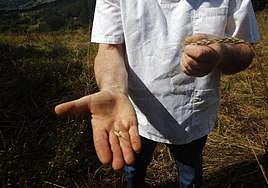 «Si no se siembra aquí y no se recoge aquí, no es escanda asturiana»