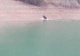 El baño de un oso en el pantano de Riaño para aliviar el calor