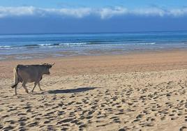 Una vaca de paseo por la playa de Vega, en Ribadesella