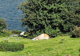 Cadáver de una res junto al lago Enol, en los Picos de Europa.