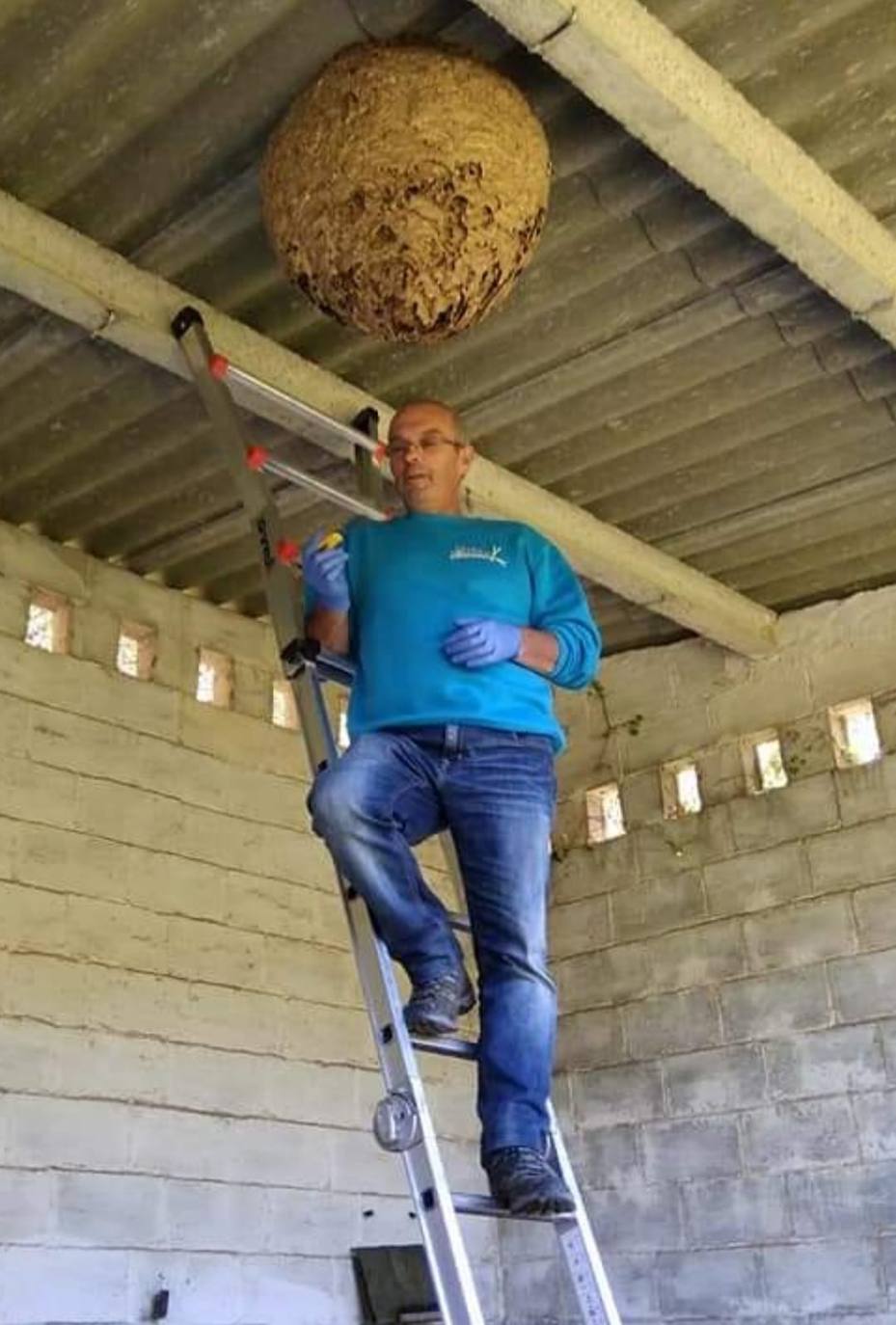 El experto Marino Fernández elimina un nido de avispas en Navia.