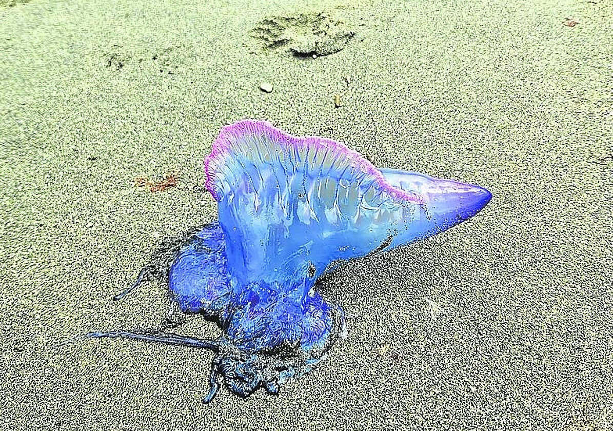 La carabela portuguesa en la playa de Santa María.