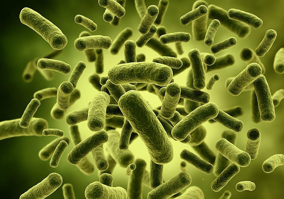 Bacterias vistas por un microscopio.