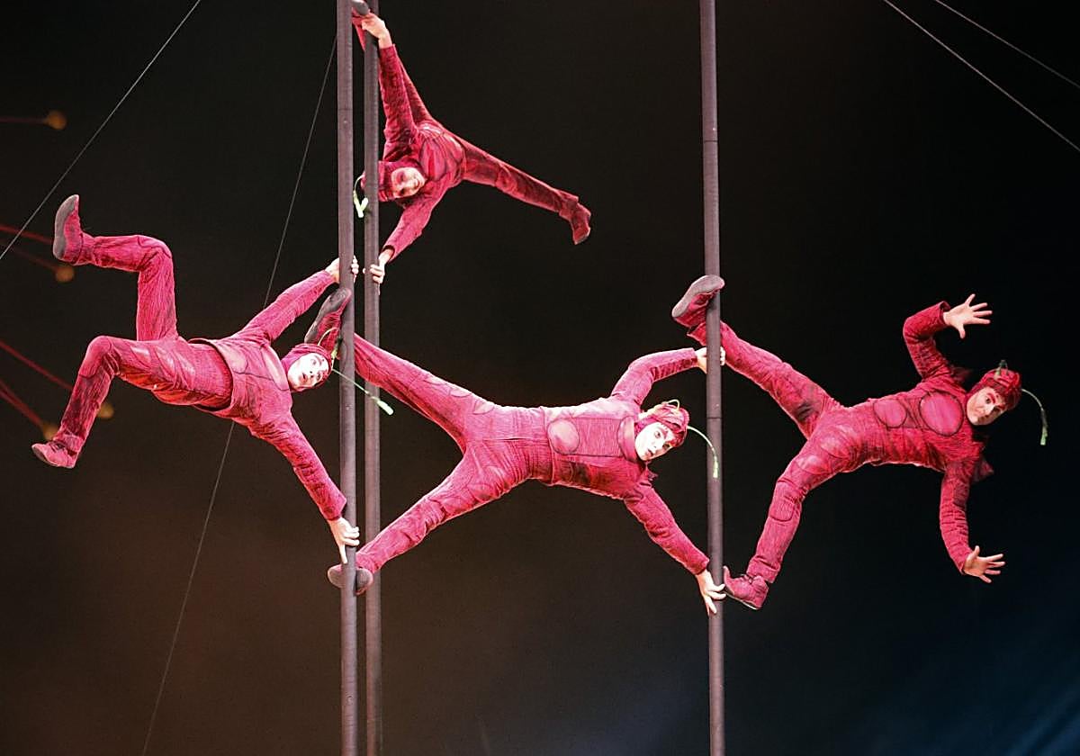 Barras chinas.Las hormigas rojas suben, bajan y se cruzan en un número acrobático impresionante al principio del espectáculo.