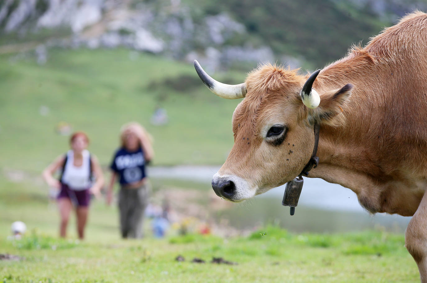 Los turistas vuelven a los Lagos de Covadonga