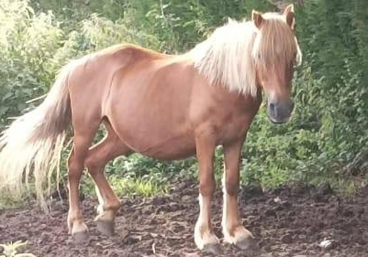 'Caudalina' en la actualidad.