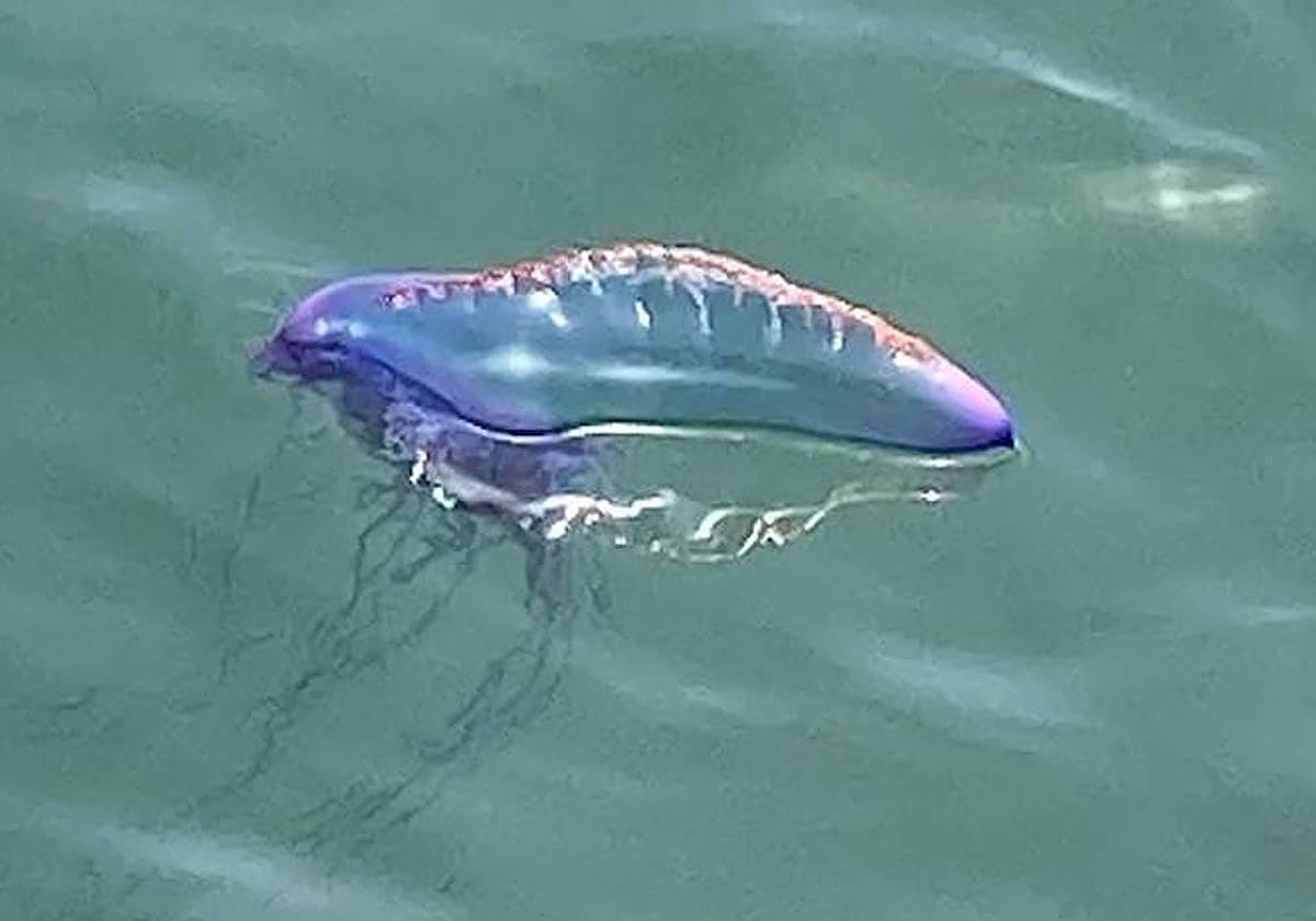 El ejemplar detectado frente al Club de Regatas.