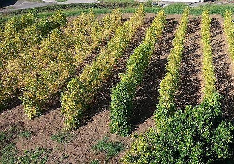 Imagen principal - La falta de lluvias amenaza a la cosecha de fabes