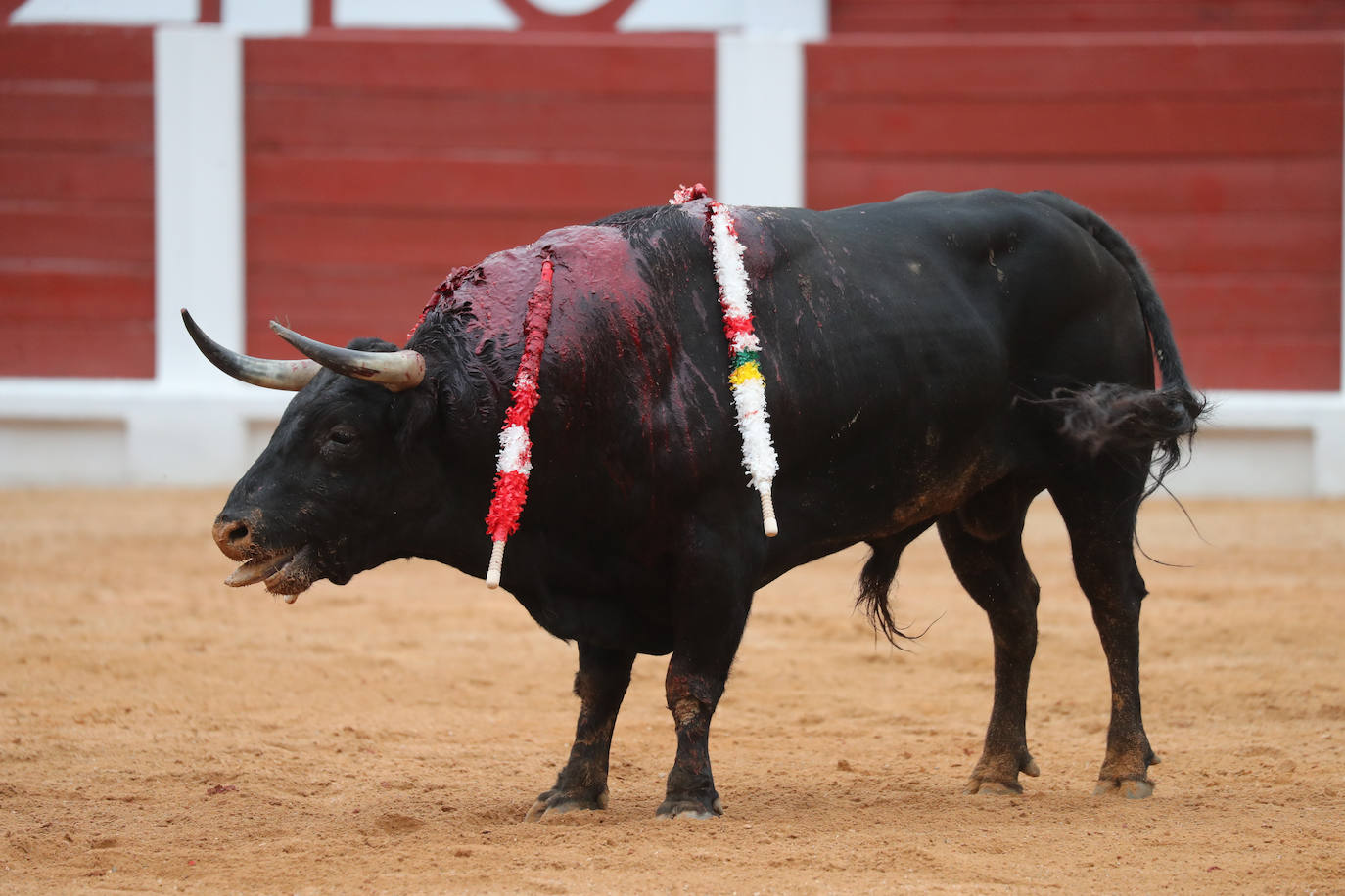 Así fue la primera corrida de la Feria Taurina de Gijón