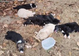 Los cachorros con agua puesta por los vecinos tras ser encontrados.