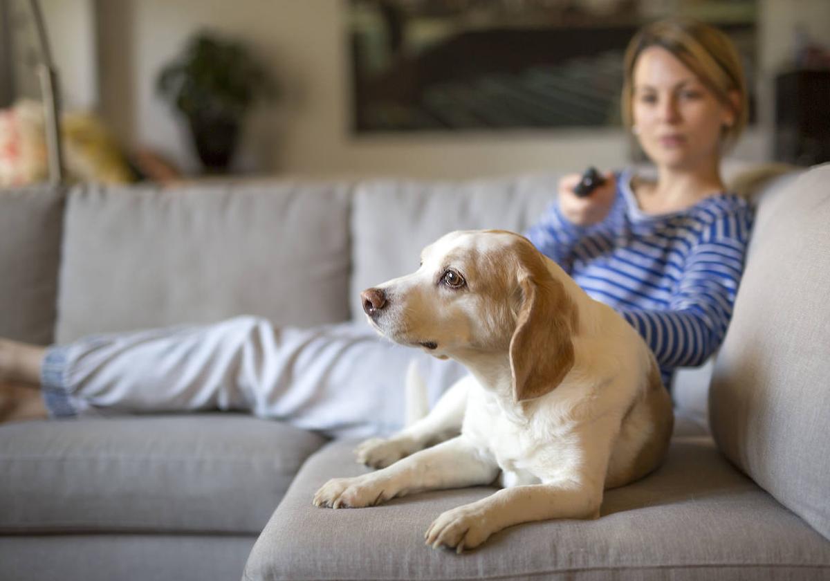 SEGURO DE RESPONSABILIDAD CIVIL  Seguro para perros: el cambio de última  hora en la Ley