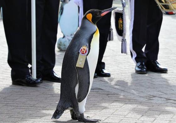 Sir Nils Olav III pasa revista a las tropas.