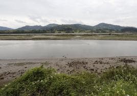 La contaminación fecal sigue impidiendo el marisqueo en la Ría de Villaviciosa