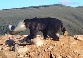 El oso quedó atrapado en un bidón de maíz.