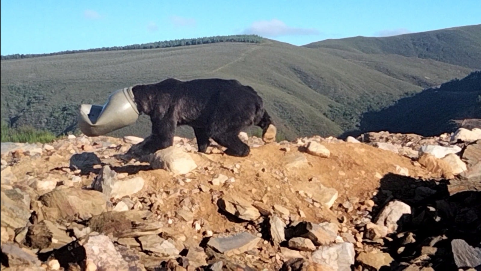 El oso quedó atrapado en un bidón de maíz.