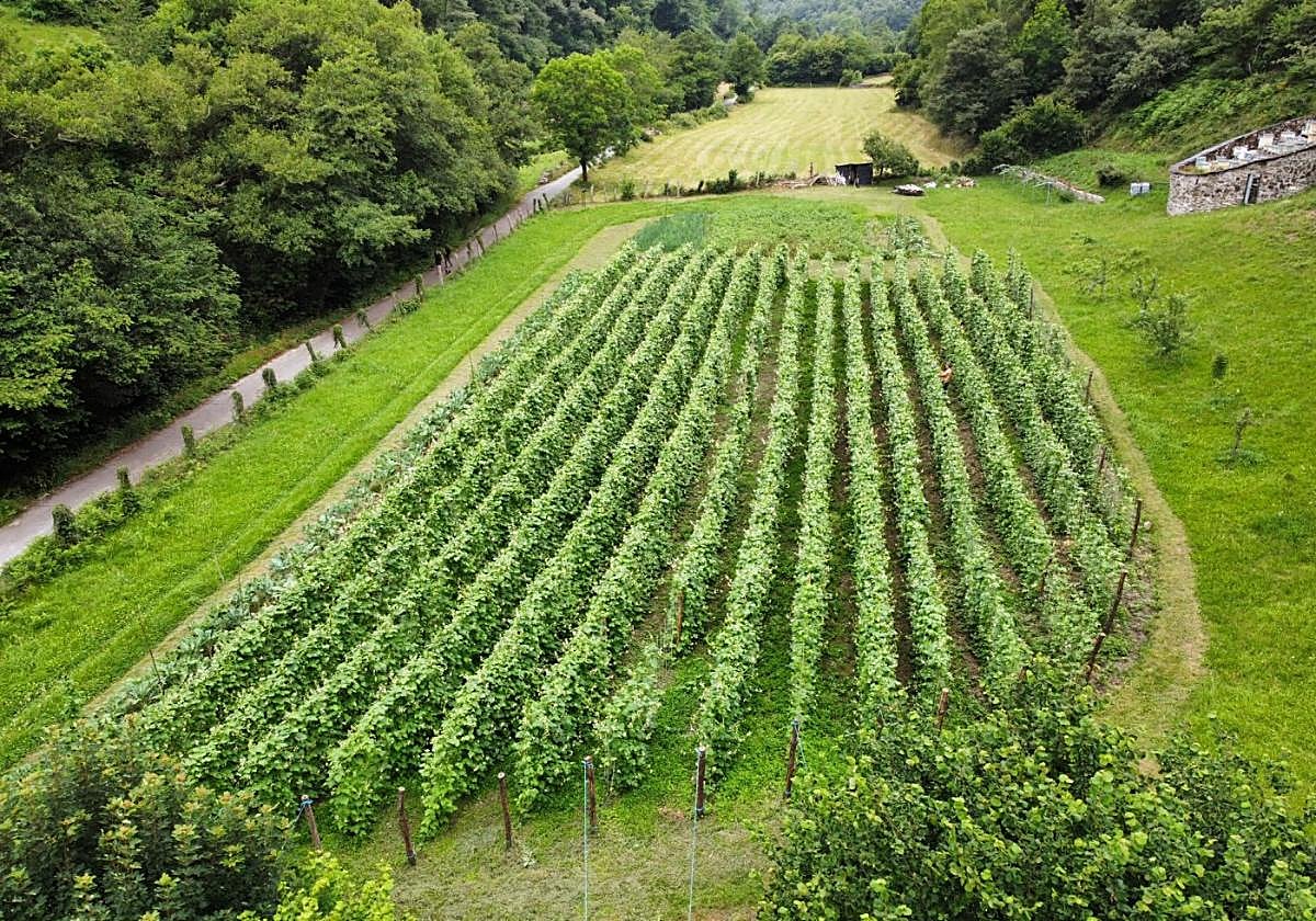 La única hectárea donde se cosecha fabón de Moal, producida por Casa Mateo, en plena época de floración.