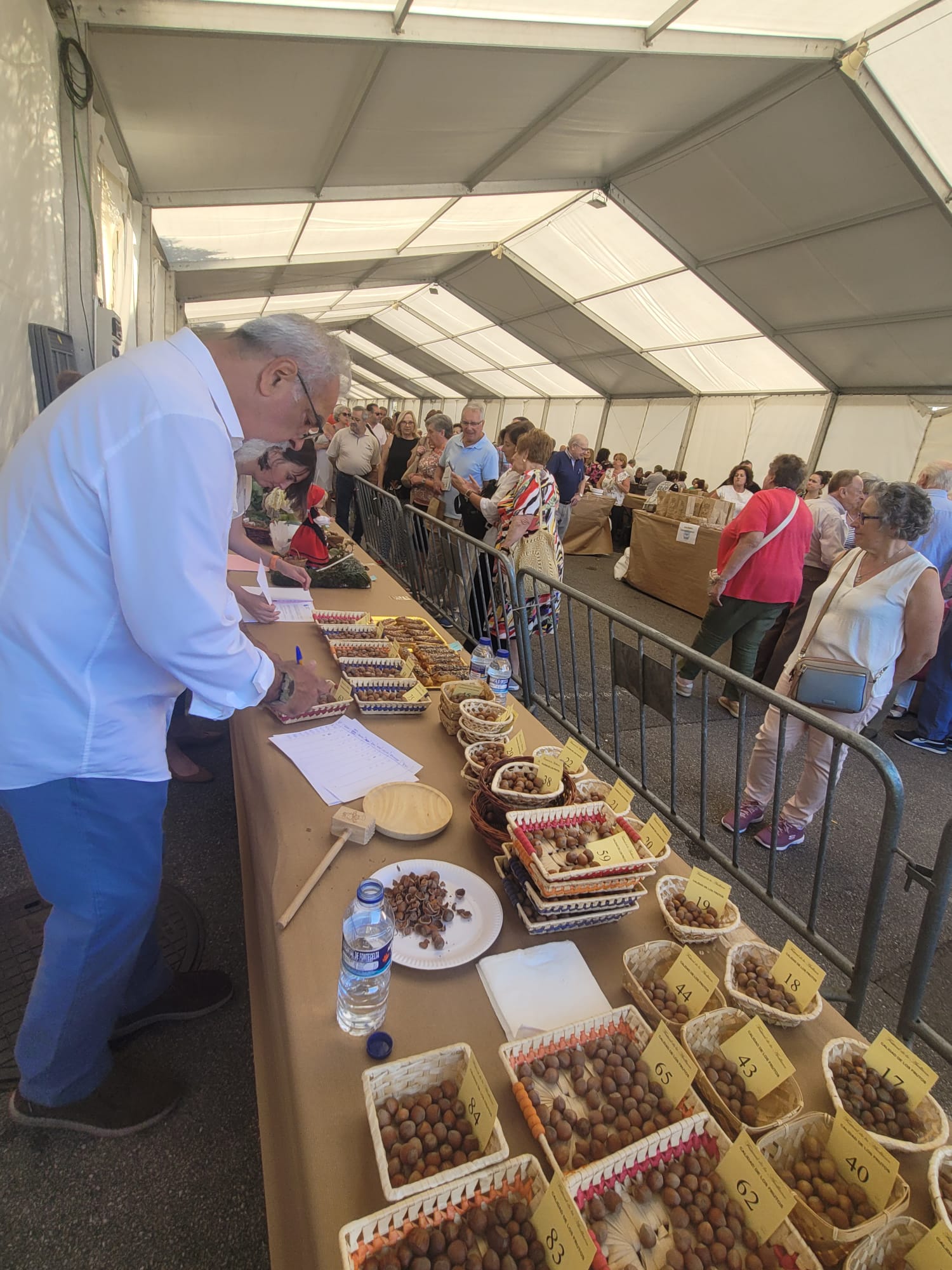 Infiesto festeja la cosecha de avellana