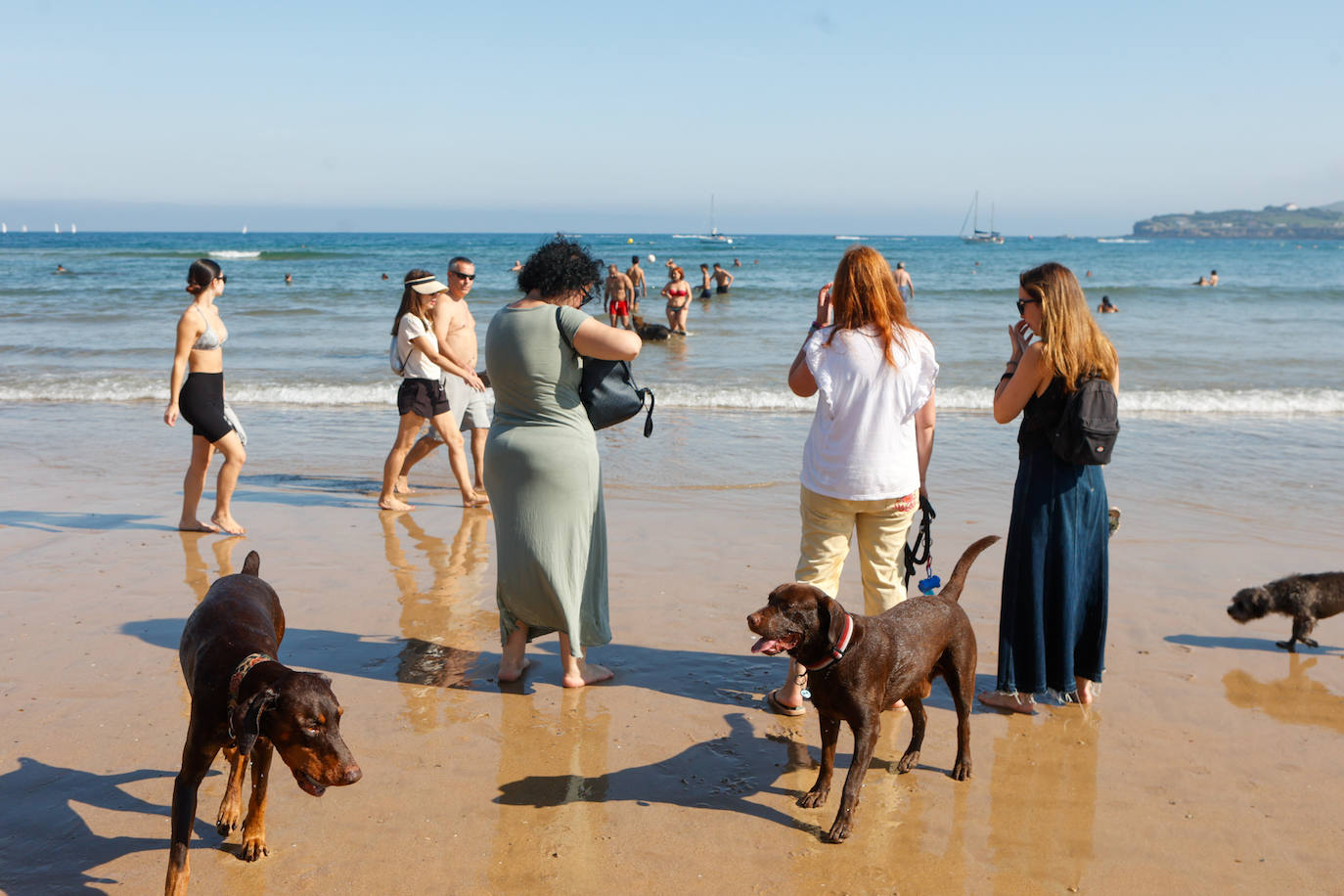 Los perros vuelven a la playa de San Lorenzo