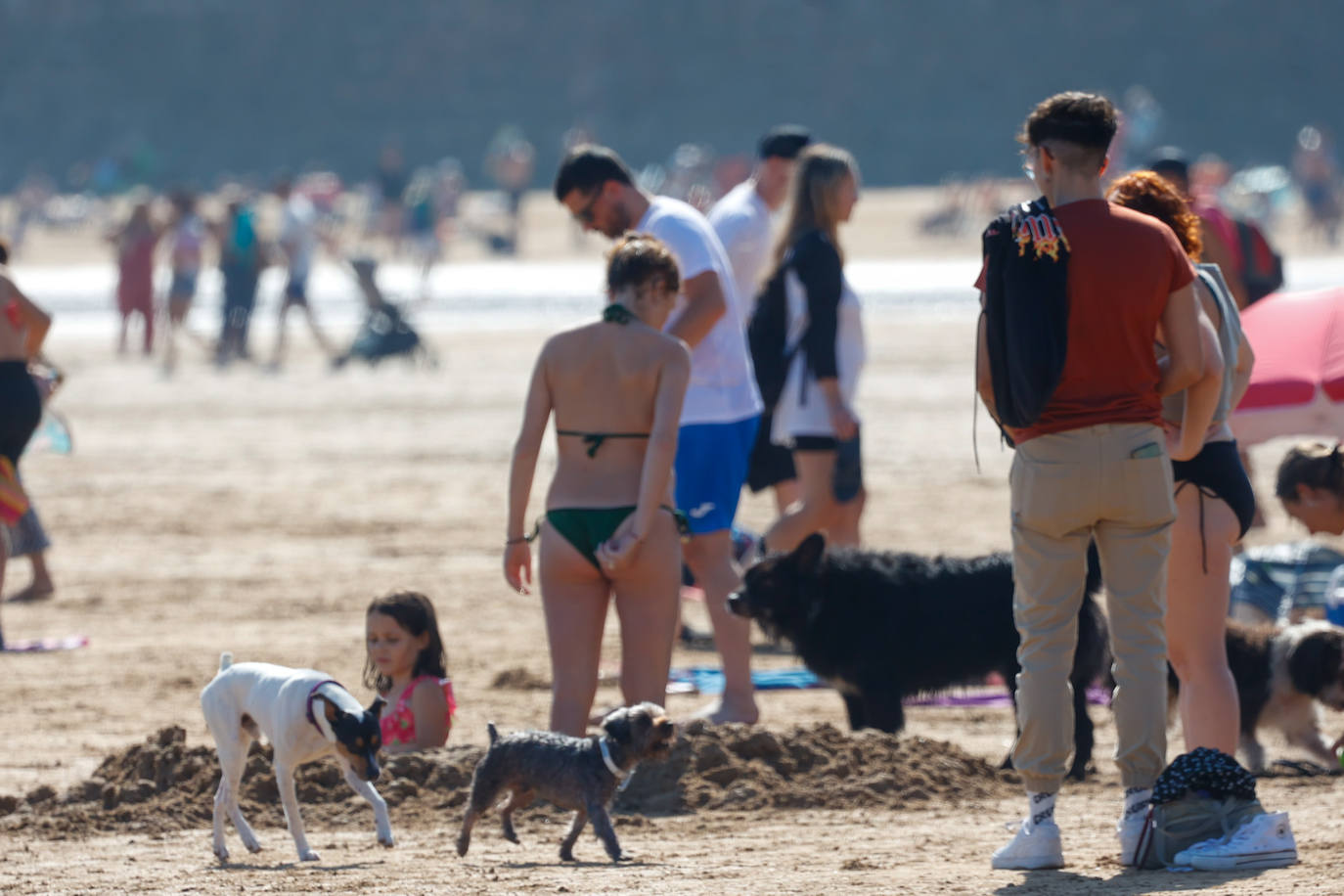 Los perros vuelven a la playa de San Lorenzo