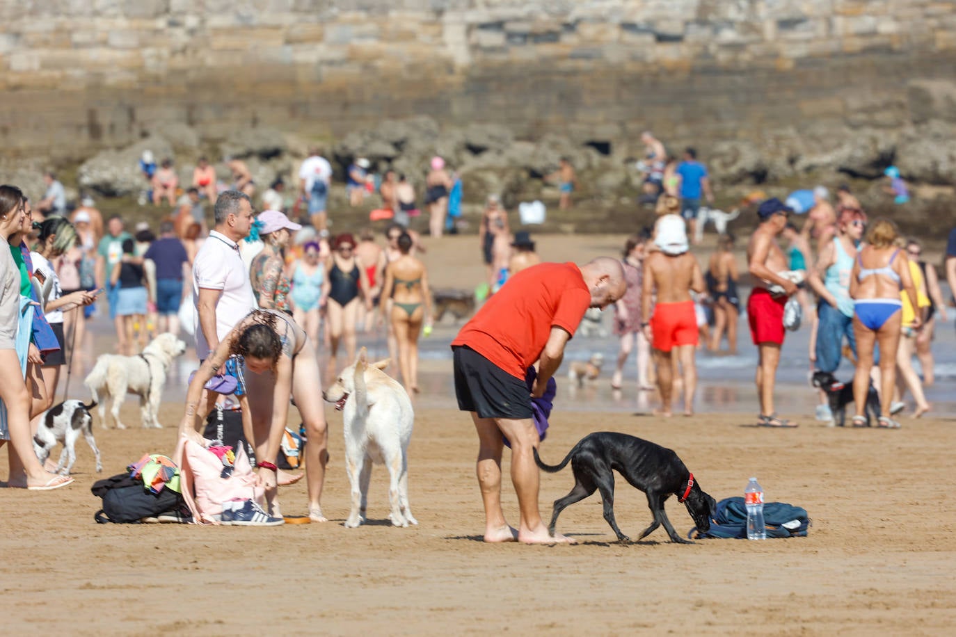 Los perros vuelven a la playa de San Lorenzo